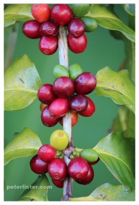 Harvest & Roast Coffee Home Made Aust.