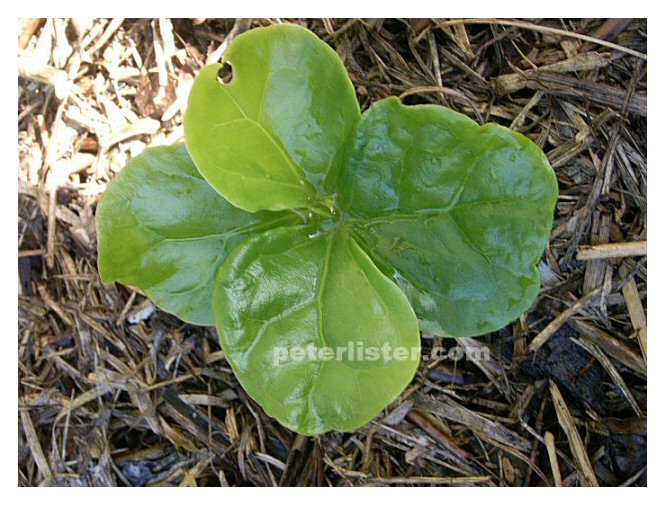 Harvest & Roast Coffee Seedling Aust.